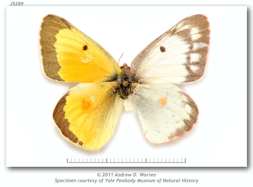 Colias eurytheme (bilateral gynandromorph, 9-16-1972, PMNH) (Internet Image property of respective owner, non-commercial use only)